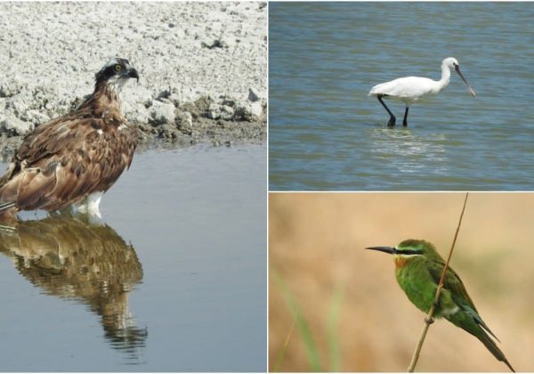 סיורי סוכות – במרכז הצפרות מקור החסידה בכפר רופין