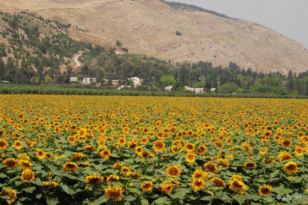 קיבוץ בית אלפא אירוח כפרי בית אלפא